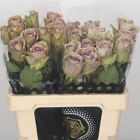 Rose Amnesia (Ecuador)