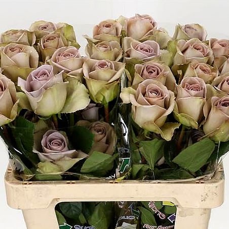 Rose Amnesia (Ecuador)