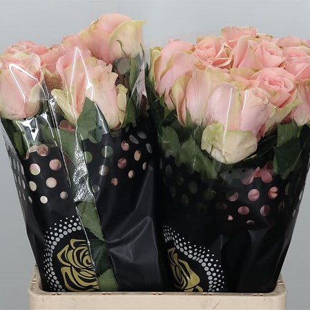 Rose Amorosa (Ecuador)