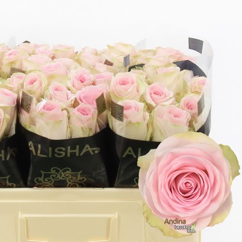 Rose Andina
