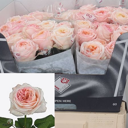Rose Angie Romantica