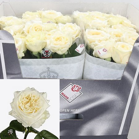Rose Angie Romantica Creme