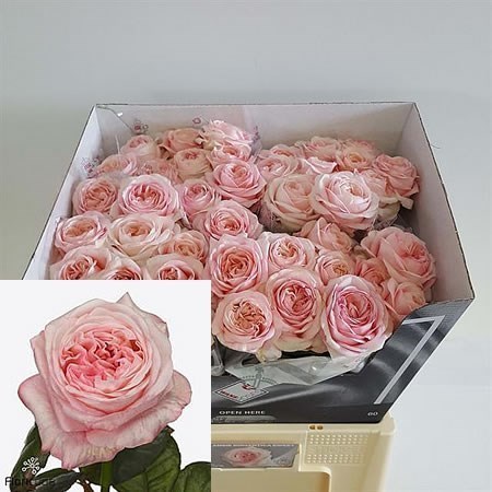 Rose Angie Romantica Sweet