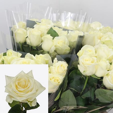Rose Annabel