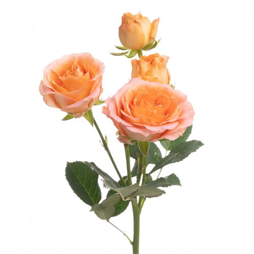 Rose Apricot Lace (Spray)