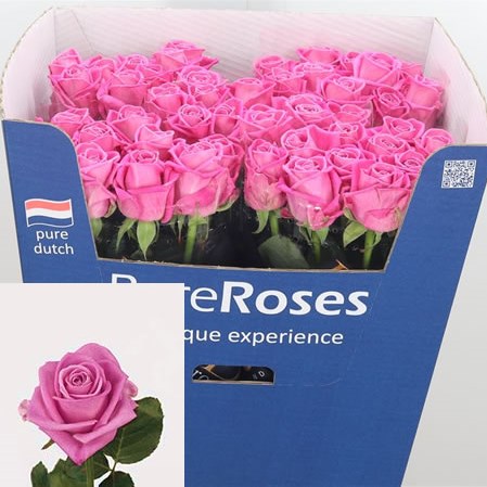 Rose Aqua