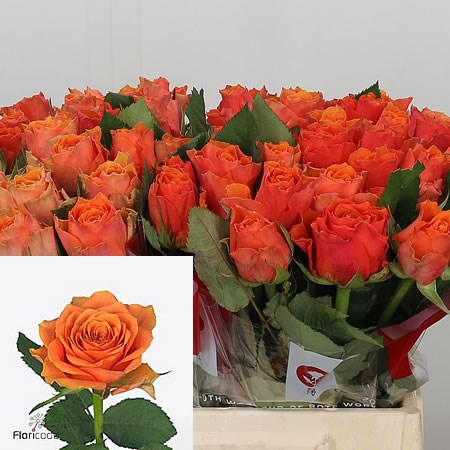 Rose Arancio (Small)