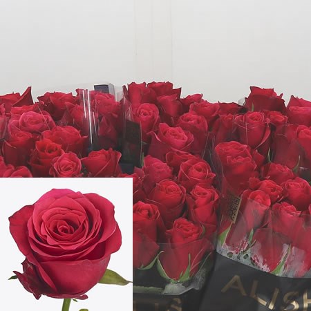 Rose Arisha