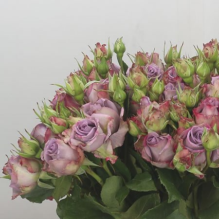 Rose Spray Armando (Small)