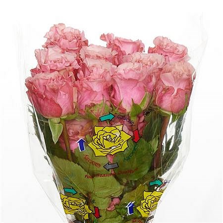 Rose Art Deco (Ecuador)