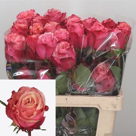 Rose Art Rose (Ecuador)