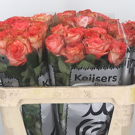 Rose Artistry