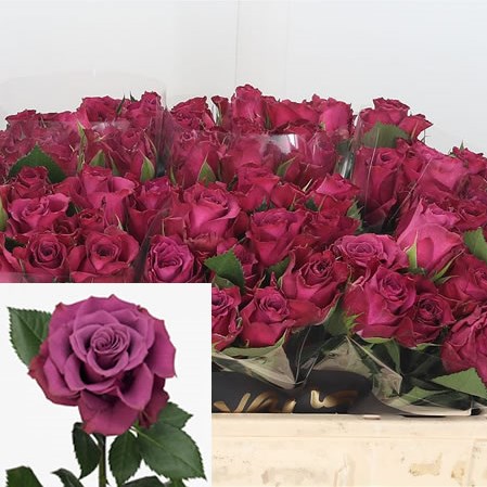 Rose Ascot