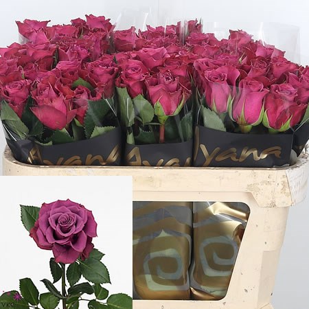 Rose Ascot
