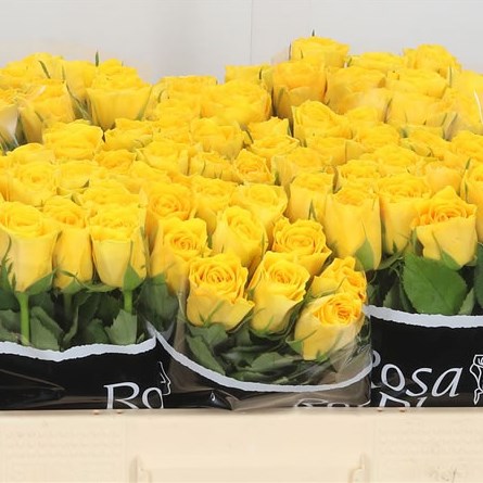 Rose Ashanti