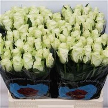 Rose Athena