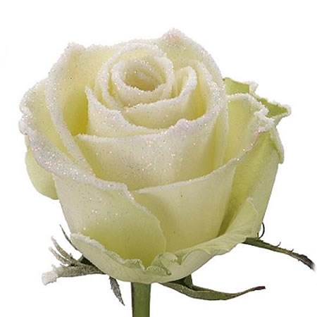 Rose Athena (Frosted)