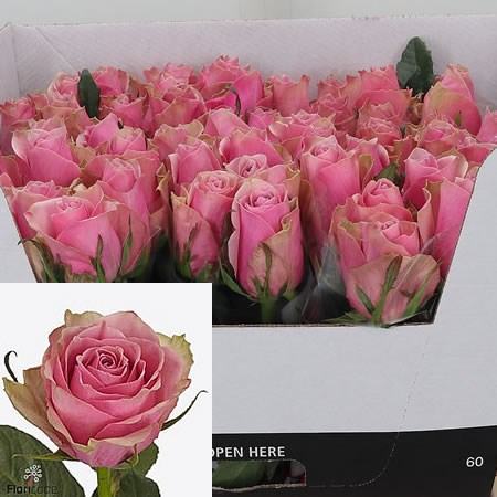 Rose Athena Royale