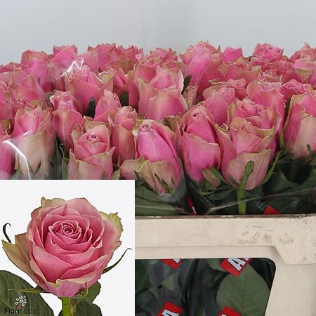 Rose Athena Royale