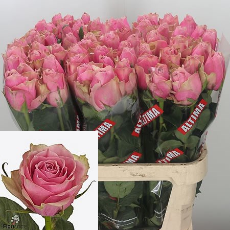 Rose Athena Royale