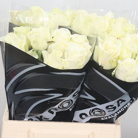 Rose Avalanche (Small)