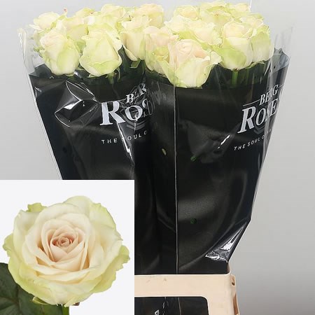 Rose Avalanche Adore