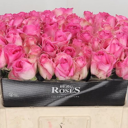 Rose Avalanche Candy
