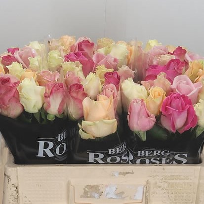 Rose Avalanche Mix
