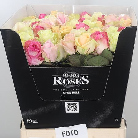 Rose Avalanche Mix