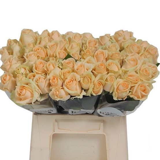 Rose Avalanche Peach