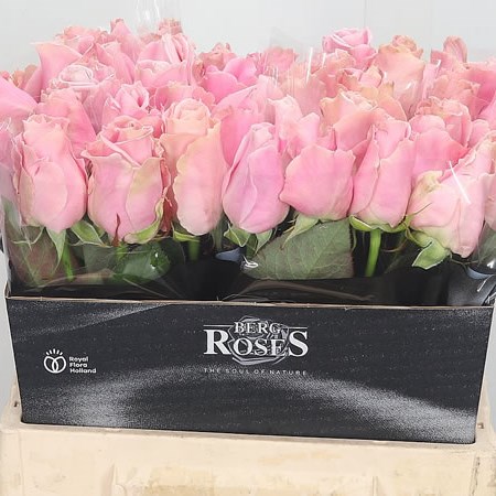 Rose Avalanche Pink