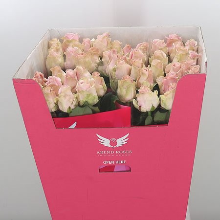 Rose Avalanche Pink