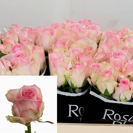 Rose Avalanche Sorbet