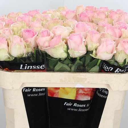 Rose Avalanche Sorbet