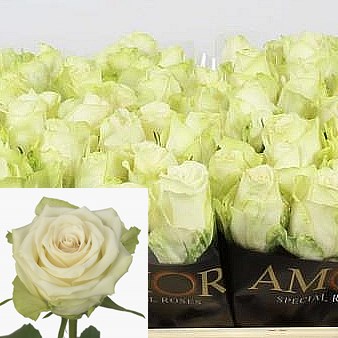 Rose Avalonia