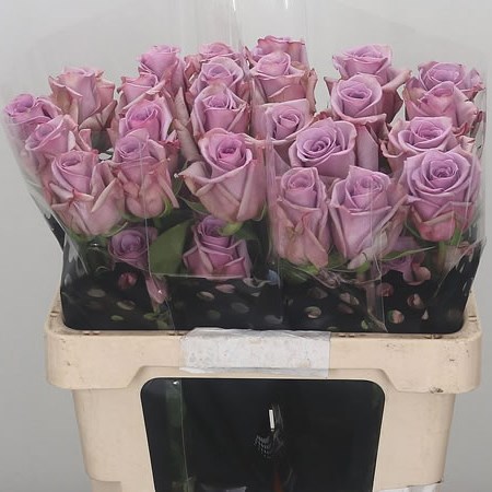 Rose Avant Garde (Ecuador)