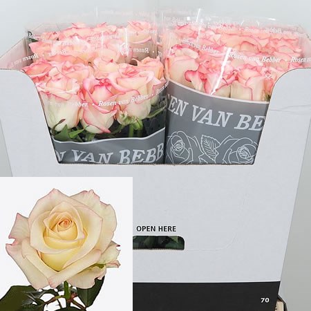 Rose Aziza