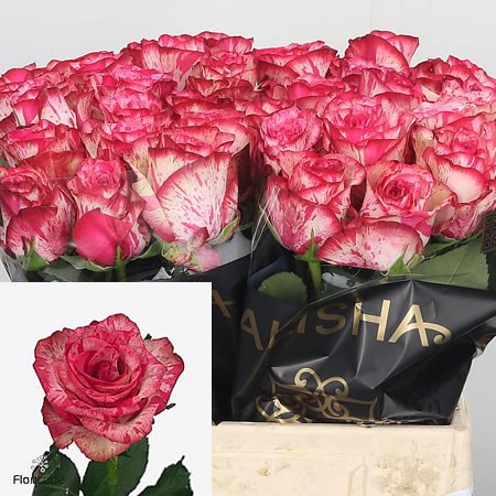 Rose Barracuda (Small)