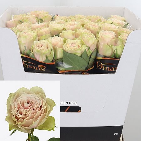 Rose Belle Katharina