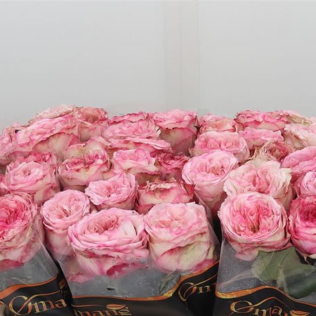 Rose Bellissima Summerhouse