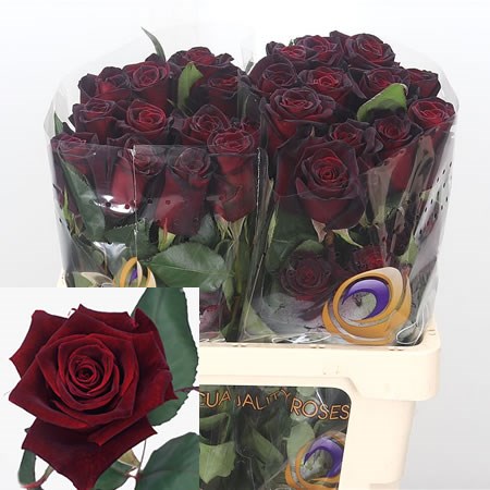 Rose Black Baccara (Ecuador)