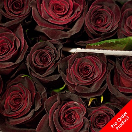 Rose Black Baccara (Ecuador)