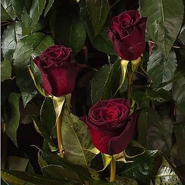 Rose Black Baccara (Ecuador)