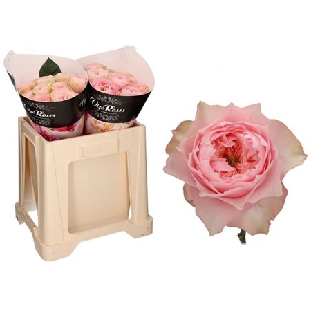 Rose Bloomsbury