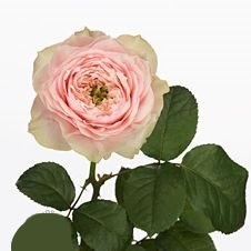 Rose Bloomsbury