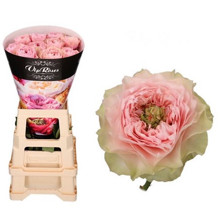 Rose Bloomsbury
