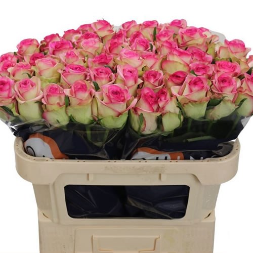 Rose Bloosz