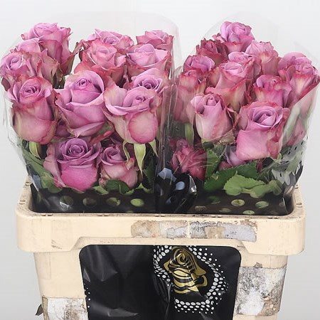 Rose Blue Curiosa (Ecuador)