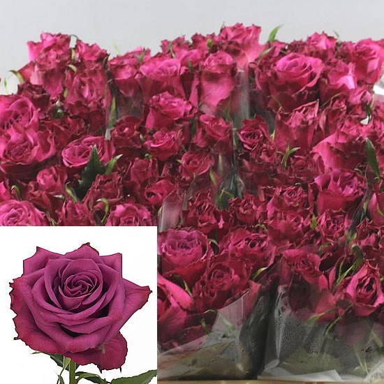 Bluberry Roses Buy wholesale cut roses online | Wedding Flowers | Triangle Nursery