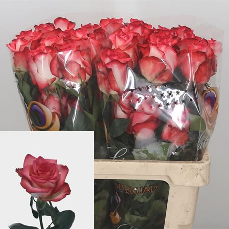 Rose Blush (Ecuador)